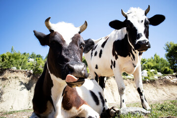 cow on the background of sky and green grass.