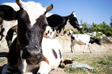 cow on the background of sky and green grass.