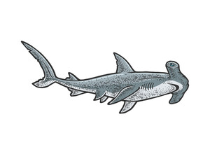 Hammerhead shark line art color sketch engraving vector illustration. T-shirt apparel print design. Scratch board imitation. Black and white hand drawn image. - obrazy, fototapety, plakaty