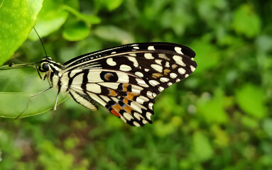 butterfly on leaf