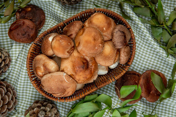 top view of fresh mushrooms in a wicker basket and cones with green leaves on plaid fabric background