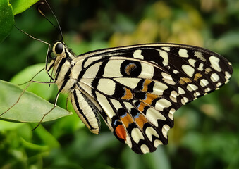 butterfly on leaf