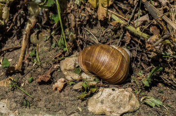 Roman snail on leaf, Ojcowski National Park, Poland - obrazy, fototapety, plakaty