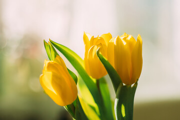 A bouquet of yellow flowers. Yellow tulips. Bouquet of tulips. Tulips.