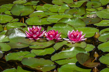 Three red water lilies or lotus flower Attraction in magic pond of Adler Arboretum "Southern Cultures". Close-up. Beautiful Nymphs "Attraction" on green leaves. Sirius (Adler) Sochi.