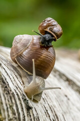 A beautiful snail riding on another bigger snail on a on a tree in a forest in the so called mönchbruch natural reserve in Hesse, Germany.