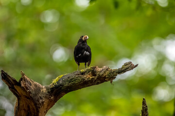 An excited male blackbird songbird with food in its mouth on a branch of a tree in a forest in the so called Mönchbruch natural reserve in Hesse, Germany.