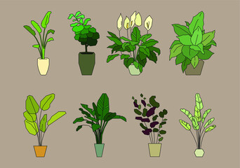 House plants in pots and vases. Beautiful hand drawn isolated element vector set. Home decor and gardening. Floristic concept. Indoor botany. Modern design elements. House flowers.