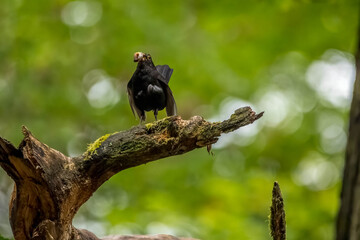 An excited male blackbird songbird with food in its mouth on a branch of a tree in a forest in the so called Mönchbruch natural reserve in Hesse, Germany.