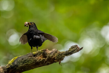 An excited male blackbird songbird with food in its mouth on a branch of a tree in a forest in the so called Mönchbruch natural reserve in Hesse, Germany.