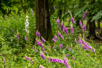 Obraz premium Beautiful thimble forest flowers at a sunny day in summer in the so called Mönchbruch natural reserve.