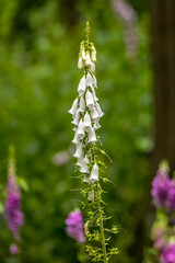 Beautiful thimble forest flowers at a sunny day in summer in the so called Mönchbruch natural reserve.
