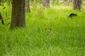 A young deer hiding in grass in a forest in the so called natural reserve in Hesse, Germany.