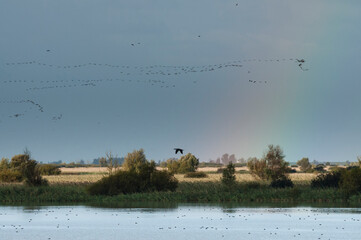 Trekkende vogels, Migrating birds