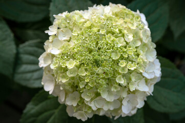 White pyramid hydrangea, with photo taken from above