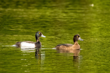 A tufted duck couple swimming in a pond in the so called Mönchbruch natural reserve in Hesse, Germany at a sunny evening in summer.
