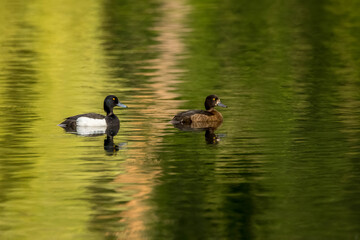 A tufted duck couple swimming in a pond in the so called Mönchbruch natural reserve in Hesse, Germany at a sunny evening in summer.