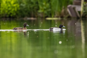 A tufted duck couple swimming in a pond in the so called Mönchbruch natural reserve in Hesse, Germany at a sunny evening in summer.