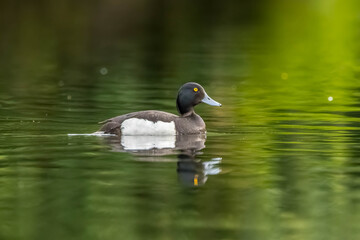 A male tufted duck swimming in a pond in the so called Mönchbruch natural reserve in Hesse, Germany at a sunny evening in summer.
