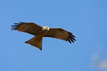 Geelsnavelwouw, Yellow-billed Kite, Milvus aegyptius