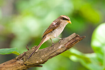 Geelsnavelklauwier, Yellow-billed Shrike, Corvinella corvina