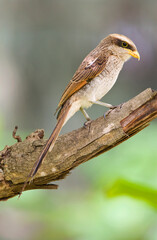 Geelsnavelklauwier, Yellow-billed Shrike, Corvinella corvina