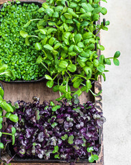 Different types of micro greens in containers. Seed germination at home. Vegan and healthy eating concept. Organic raw microgreens. Top view.