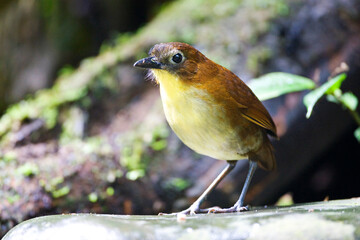Geelborstmierpitta, Yellow-breasted Antpitta, Grallaria flavotincta