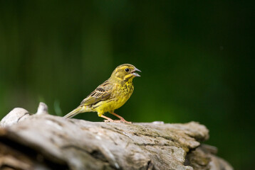 Naklejka premium Geelgors, Yellowhammer, Emberiza citrinella