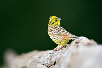 Geelgors, Yellowhammer, Emberiza citrinella