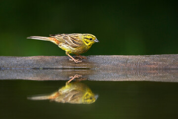 Geelgors, Yellowhammer, Emberiza citrinella