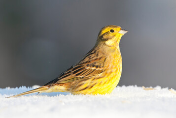 Geelgors, Yellowhammer, Emberiza citrinella