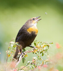 Geelkoptroepiaal; Yellow-headed Blackbird;