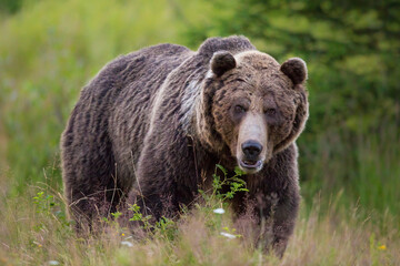 Huge brown bear, ursus arctos, standing on blooming meadow from front. Big predator looking to the...