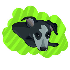 Colored vector illustration - Border Collie dog breed