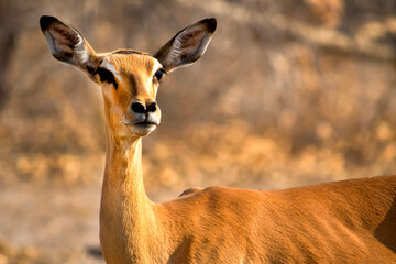 Impala, Aepyceros melampus, Chobe National Park, Botswana, Africa
