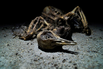 the dead pigeon