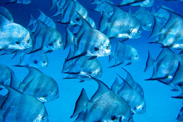 Fototapeta na wymiar Atlantic Spadefish, Chaetodipterus faber, Coral Reef, Caribbean Sea, Playa Giron, Cuba