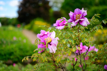 High resolution photo of flowers in a green garden.
