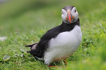Puffin with grass on Mykines Island on Faroe Islands, Denmark