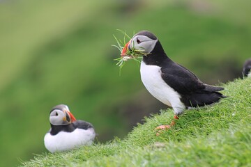 Puffin with grass on Mykines Island on Faroe Islands, Denmark
