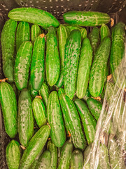 Grocery store cucumbers display.