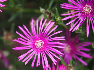 Obraz premium OLYMPUS DIGITAL CAMERA