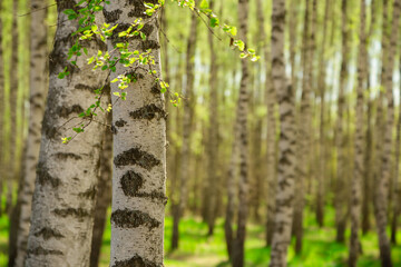 Two birch trees close up. Birch  grove in sunlight  blurred background. Walking day in woodland banner with copy space. Autumn yellowish tree leaves in birch forest.