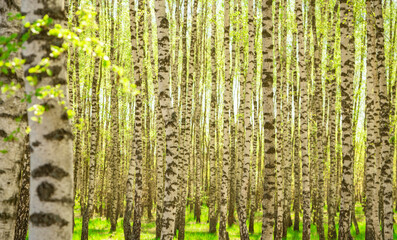 Naklejka premium Blurred birch trees landscape. Birch grove in sunlight blurred background. Walking day in woodland banner with copy space. Defocused Autumn yellowish tree leaves in birch forest.