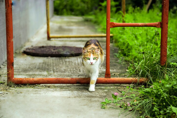 homeless cat walking through industrial area. Tree color cat looks smart. Hungry multicolored homeless cat with beautiful eyes.