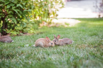 Rabbit on the grass. Farm and rabbits. Pets on the lawn.