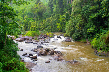 Naklejka na ściany i meble Rainforest River, Sinharaja National Park Rain Forest, Sinharaja Forest Reserve, World Heritage Site, UNESCO, .Biosphere Reserve, Sri Lanka