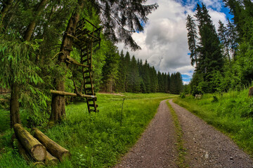 Forest hike near Altenfeld am Rennsteig