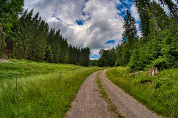 Obraz premium Forest hike near Altenfeld am Rennsteig